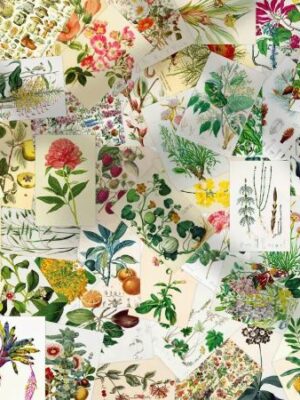 גלויות בוטניות